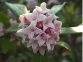 沈丁花
