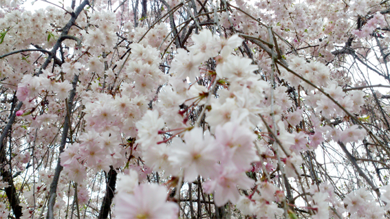sakura