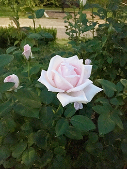IMG_4143_s